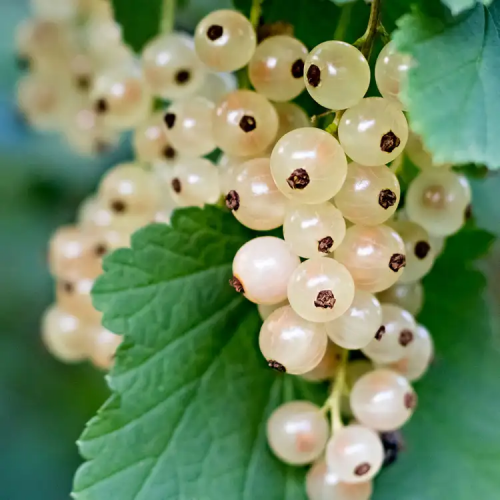 Белая смородина (White Currant)